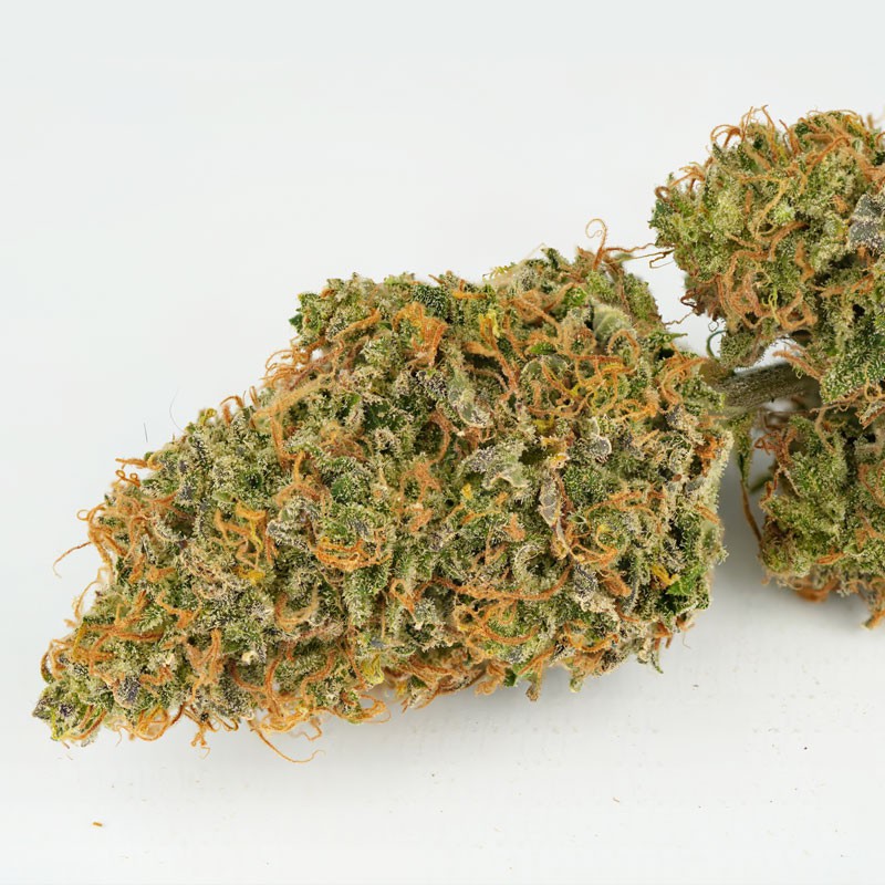 Mokum's Tulip Auto Feminized Seeds Mokum's Tulip Auto Feminized Seeds