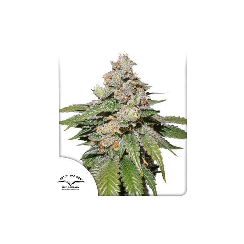 auto-mokums-tulip