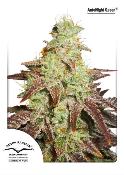 Night Queen Auto Feminized Seeds