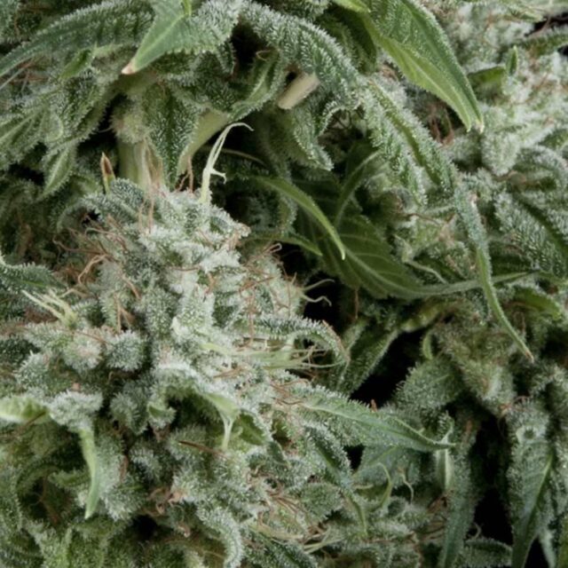 Northern Lights Auto Feminized Seeds