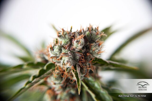 Orange Bud Auto Feminized Seeds