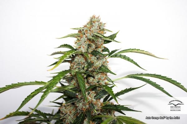 Orange Bud Auto Feminized Seeds