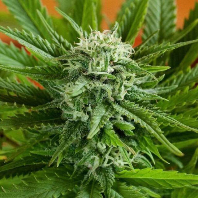 Pineapple Express Auto Feminized Seeds