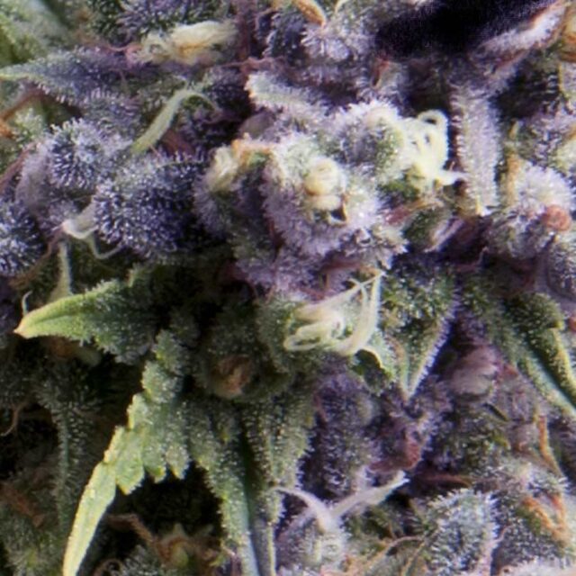 Purple Auto Feminized Seeds