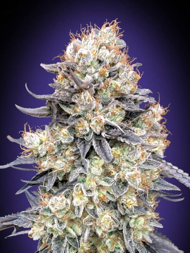 Purple Punch Auto Feminized Seeds