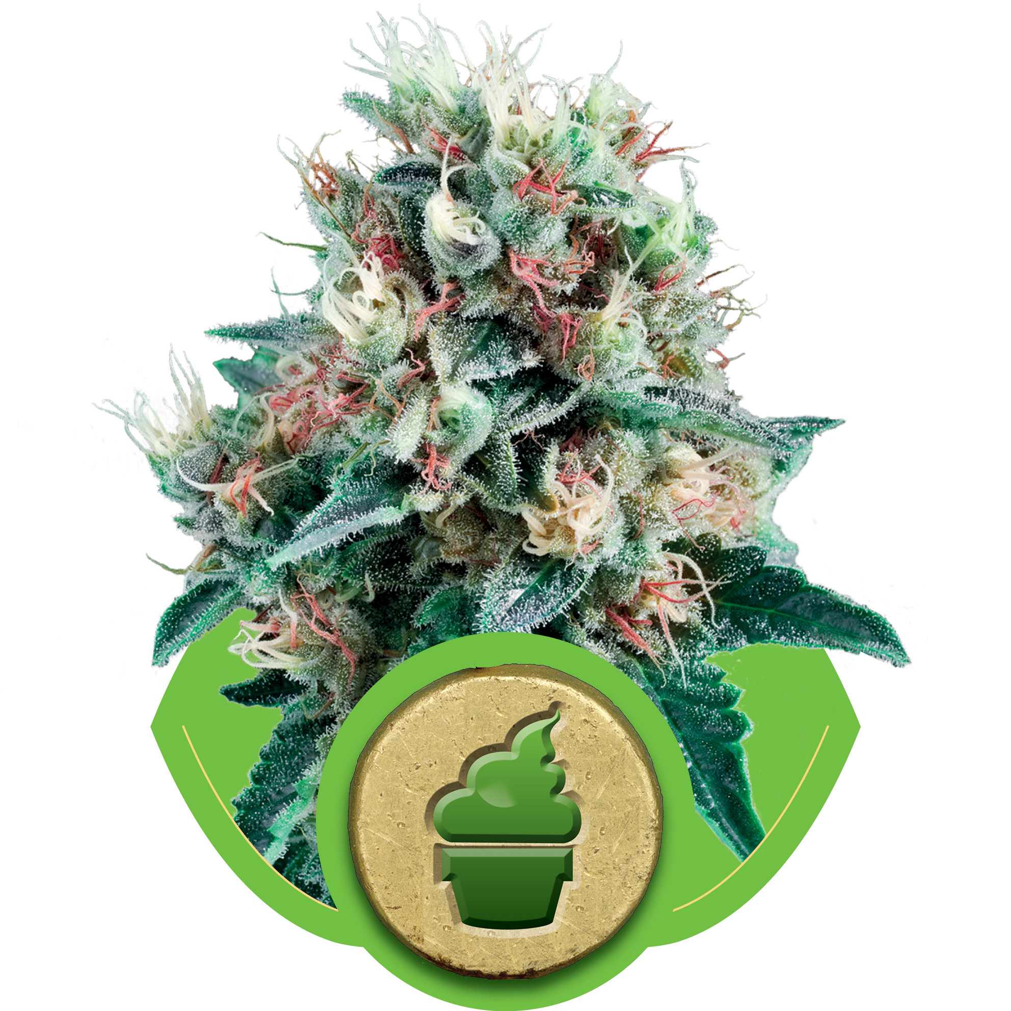 Royal Creamatic Auto Feminized Seeds Royal Creamatic Auto Feminized Seeds