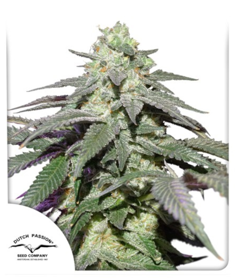 Skywalker Haze Auto Feminized Seeds