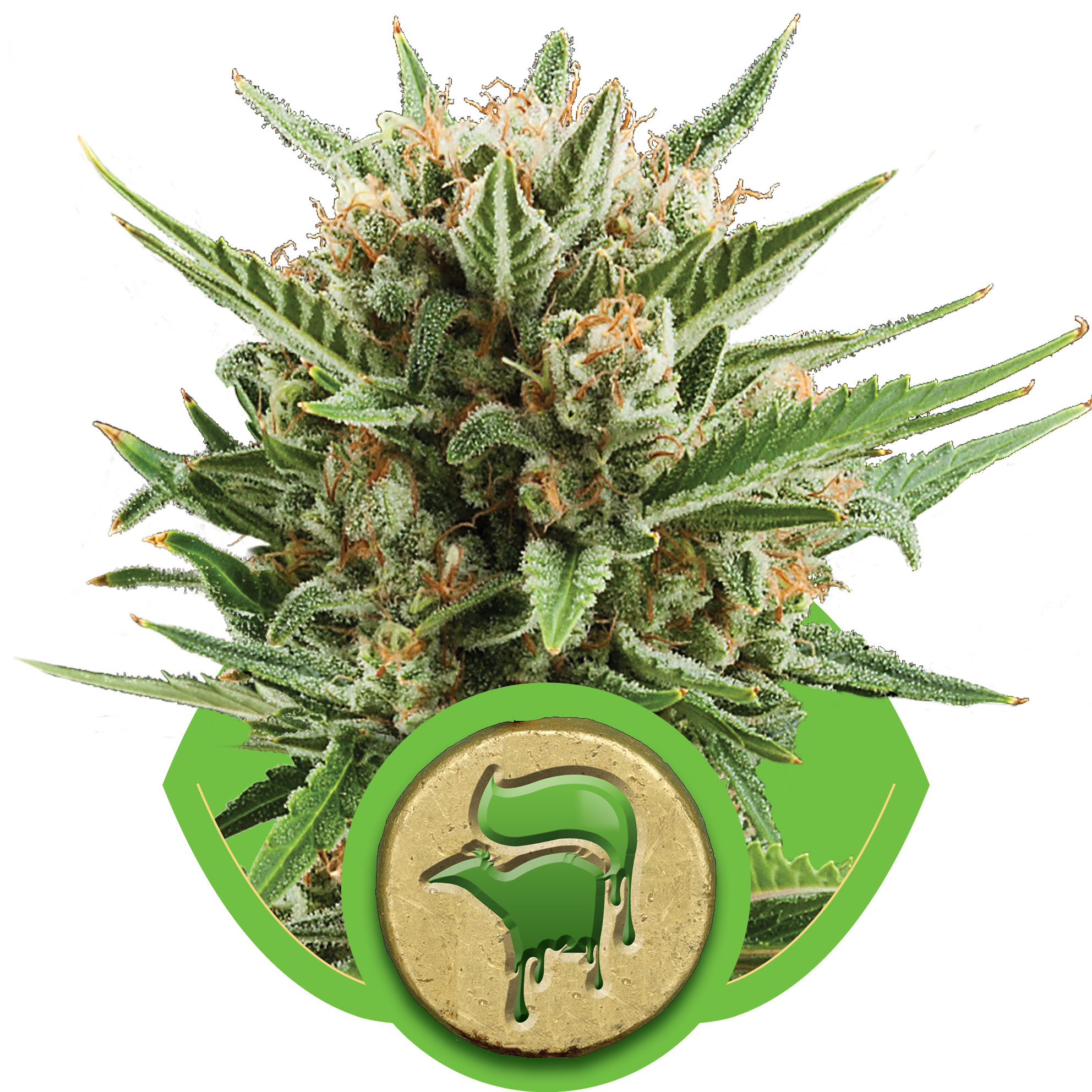 auto-sweetskunkautomatic