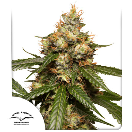 THC-Victory Auto Feminized Seeds