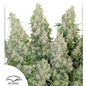 Think Different Auto Feminized Seeds