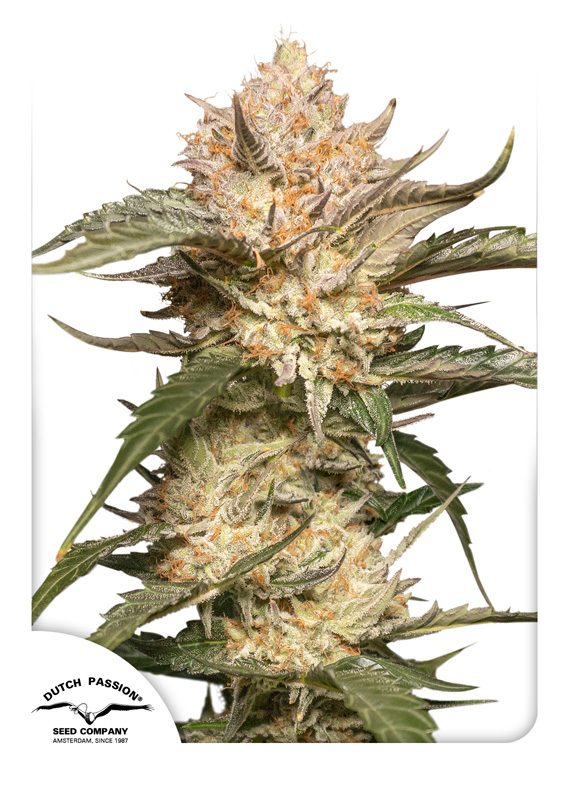 Trichome & Cream Auto Feminized Seeds