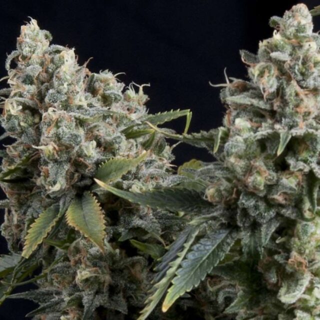 Tutankhamon Auto Feminized Seeds