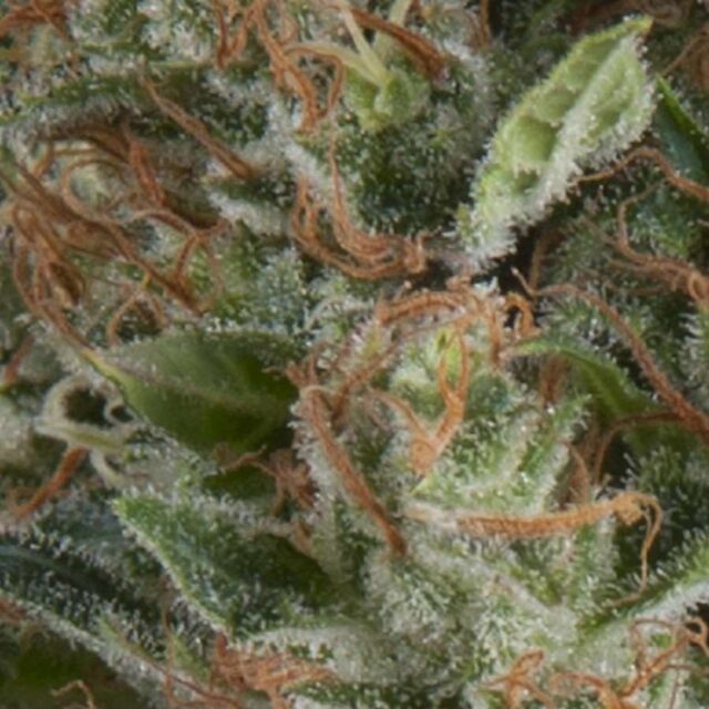 Wembley Auto Feminized Seeds