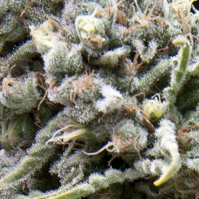 White Widow Auto Feminized Seeds