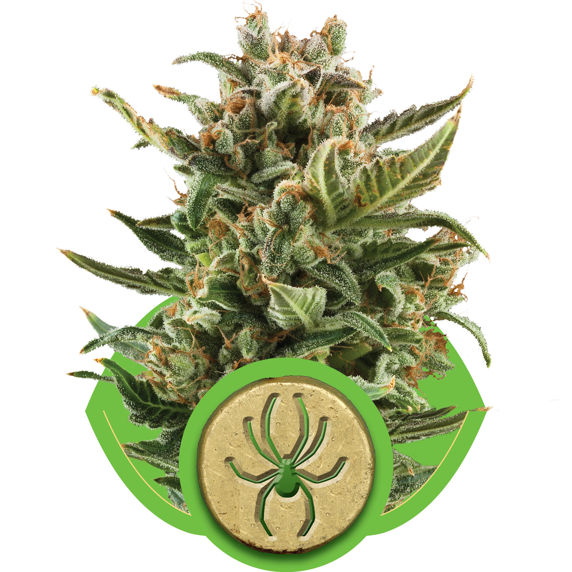 auto-whitewidow