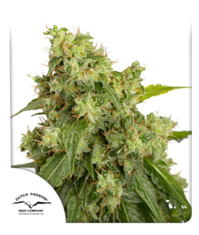 Xtreme Auto Feminized Seeds