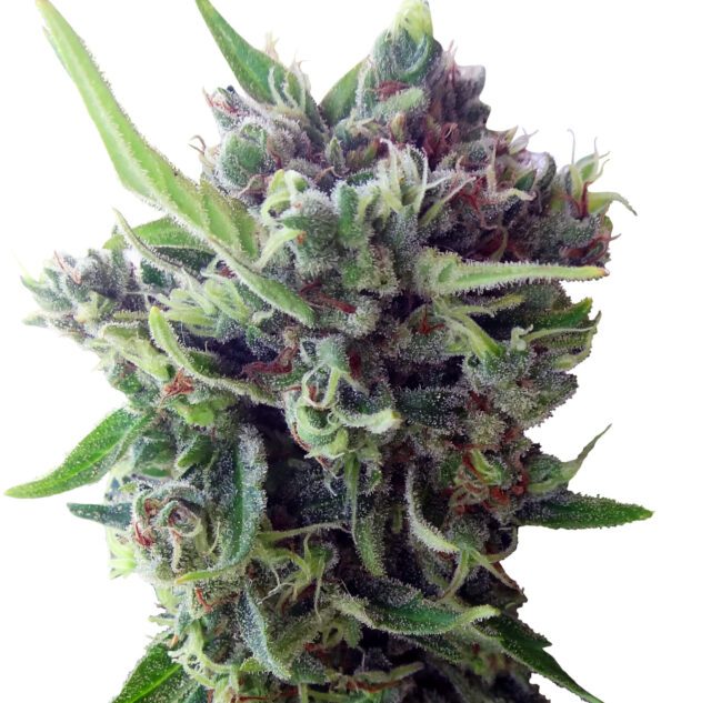 Zamaldelica Auto Feminized Seeds