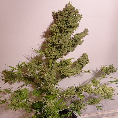 Malawi x NL Auto Feminized Seeds