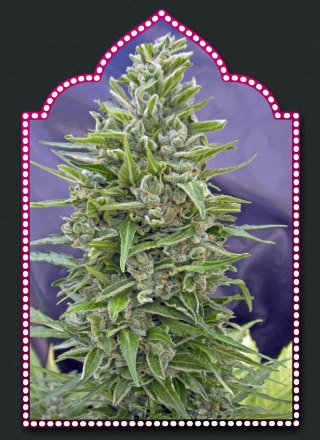 Automatik Mix Auto Feminized Seeds