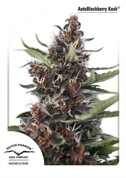 Blackberry Kush Auto Feminized Seeds