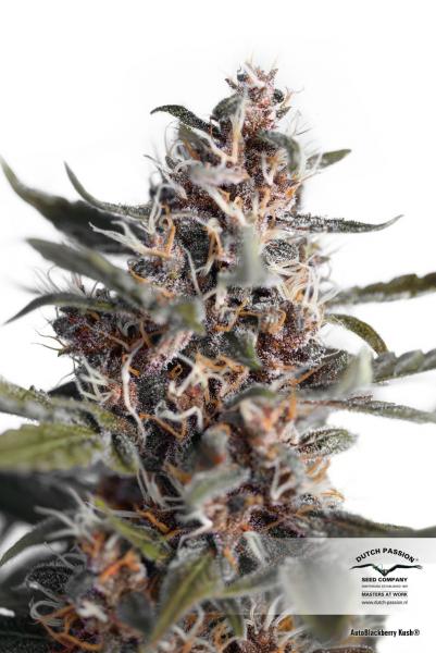 Blackberry Kush Auto Feminized Seeds