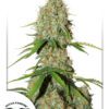 Brooklyn Sunrise Auto Feminized Seeds