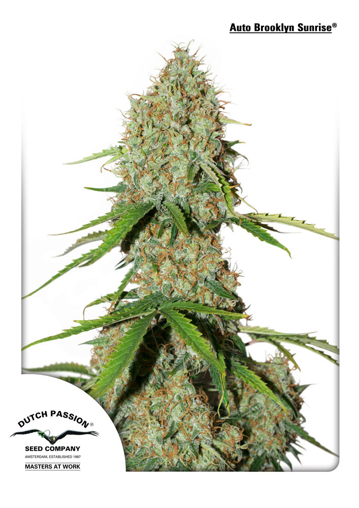 Brooklyn Sunrise Auto Feminized Seeds