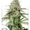 Colorado Cookies Auto Feminized Seeds