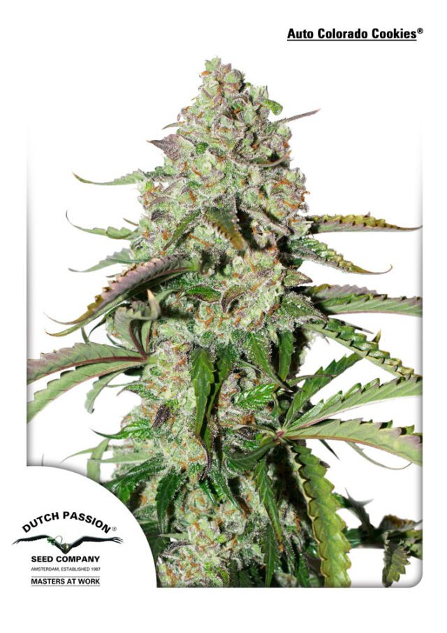 Colorado Cookies Auto Feminized Seeds