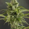Euforia Auto Feminized Seeds