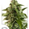 Euforia Auto Feminized Seeds