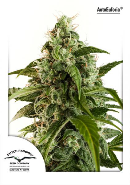 Euforia Auto Feminized Seeds