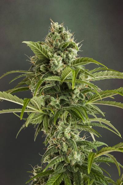 Euforia Auto Feminized Seeds