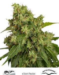 Xtreme Auto Feminized Seeds