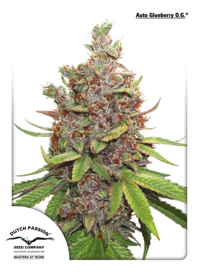 Glueberry O.G. Auto Feminized Seeds