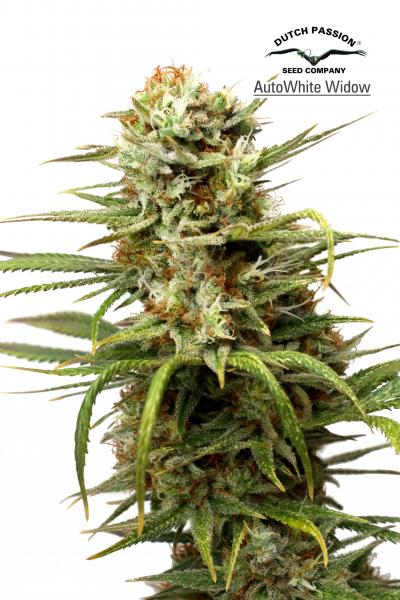 White Widow Auto Feminized Seeds