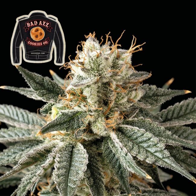 Badazz Cookies OG Feminized Seeds