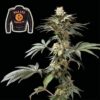 Badazz Cookies OG Feminized Seeds