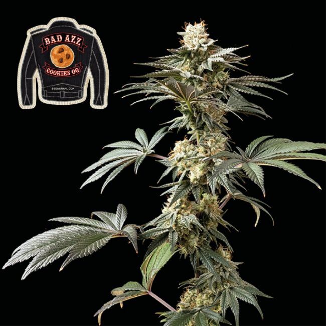 Badazz Cookies OG Feminized Seeds