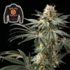 Badazz Cookies OG Feminized Seeds