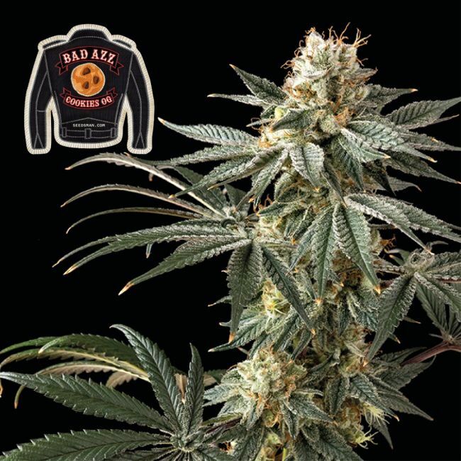 Badazz Cookies OG Feminized Seeds