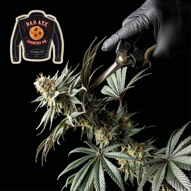 Badazz Cookies OG Feminized Seeds