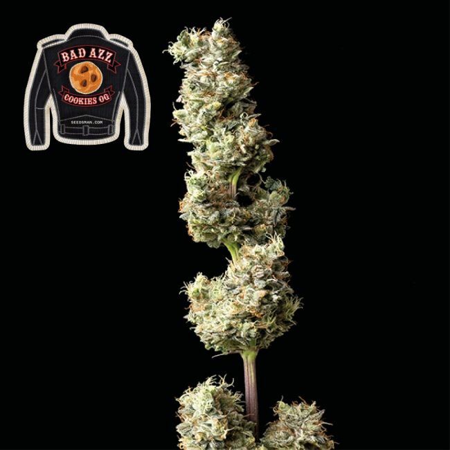 Badazz Cookies OG Feminized Seeds