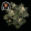 Badazz Cookies OG Feminized Seeds