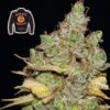 Badazz Cookies OG Feminized Seeds