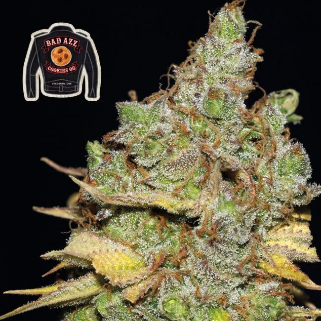Badazz Cookies OG Feminized Seeds