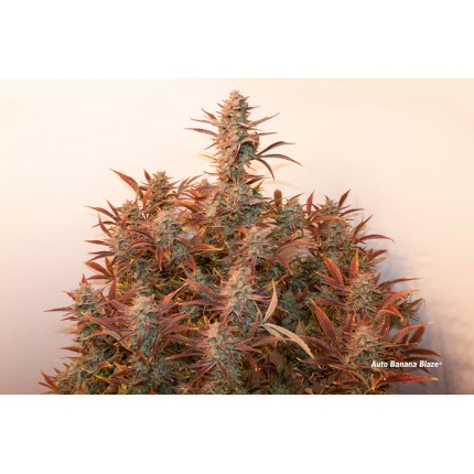 Banana Blaze Auto Feminized Seeds