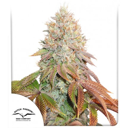 Banana Blaze Auto Feminized Seeds