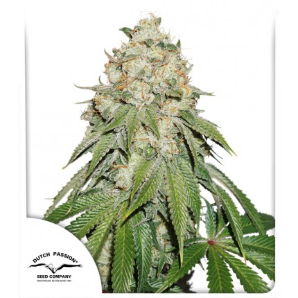 Banana Blaze Feminized Seeds