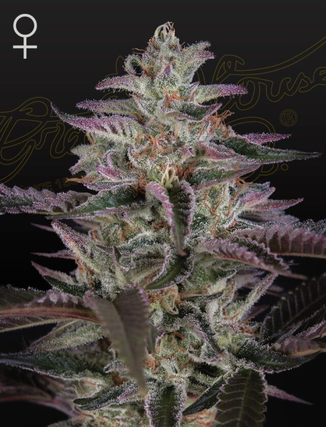 Banana Krumble Feminized Seeds